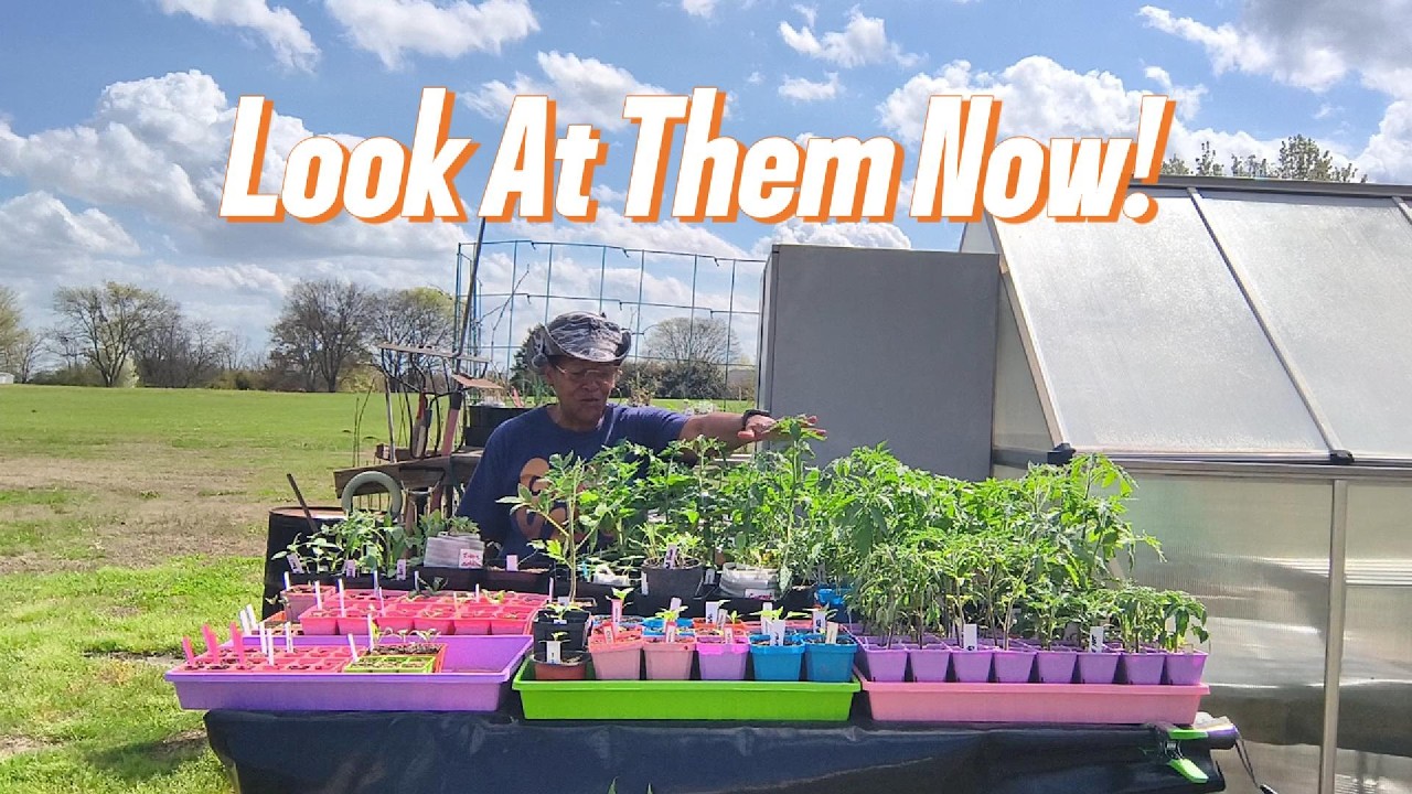 Seedling Progress & Garden Tour 🌱 Look How Much Everything Grew!