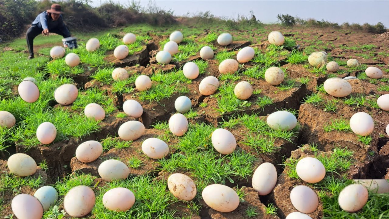 Wow Wow unique  !A man picked a lot of duck eggs in a stream through the short grass.