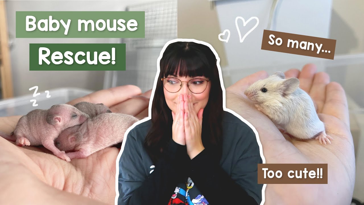 There are so many baby mice in my house right now | VLOG