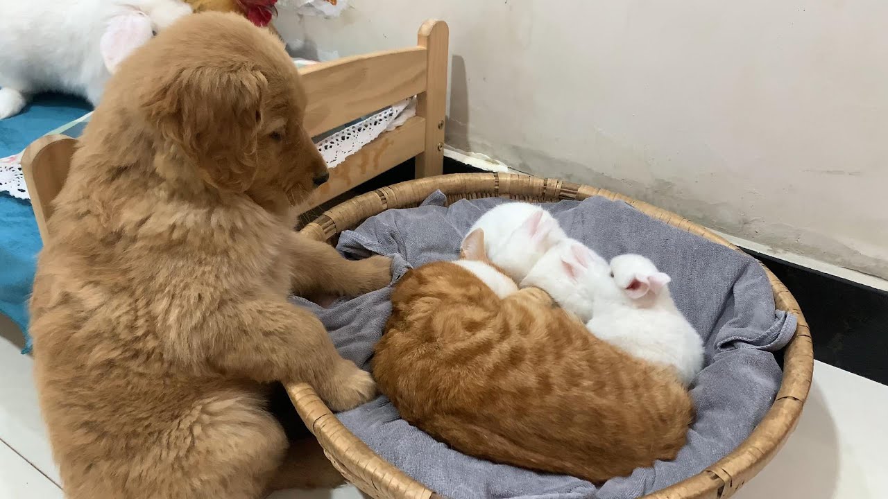 So funny! Golden retriever puppy learns from cat how to take care of baby rabbits, cat is stunned