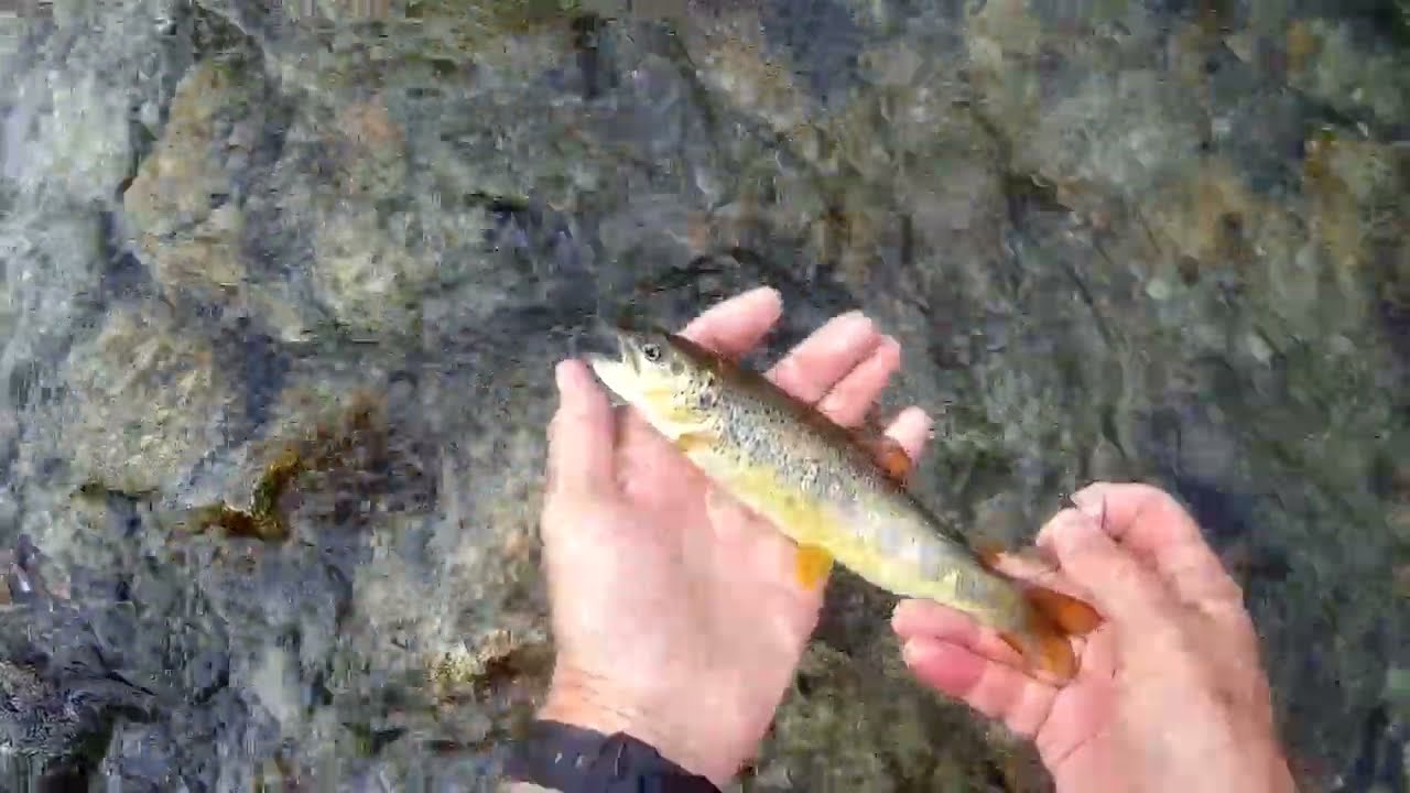 Pesca a mosca nell'alto torrente Orco