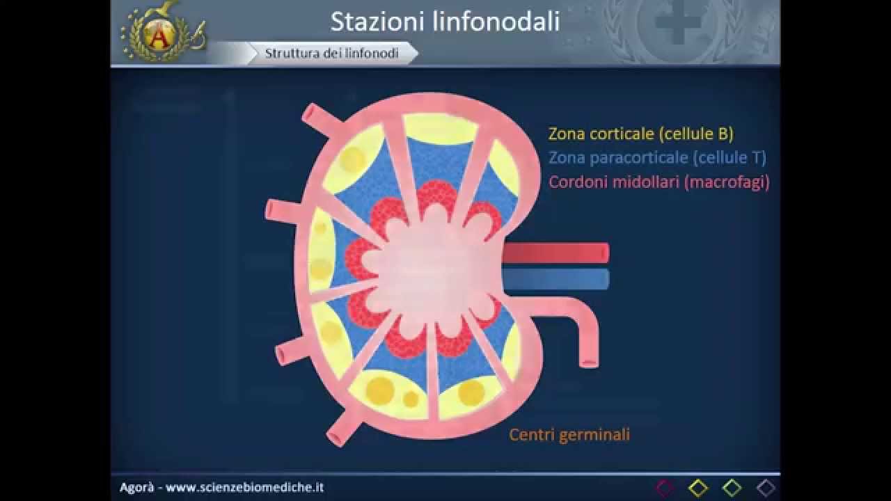 Apparato cardiocircolatorio 32: Linfonodi