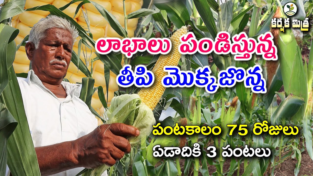 స్వీట్ కార్న్ 20 సంవత్సరాలుగా పండిస్తున్నా || Success Story of Sweet Corn Farming || Karshaka Mitra