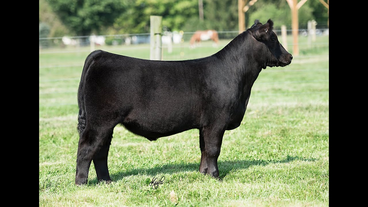 Hoobler Gainer 8