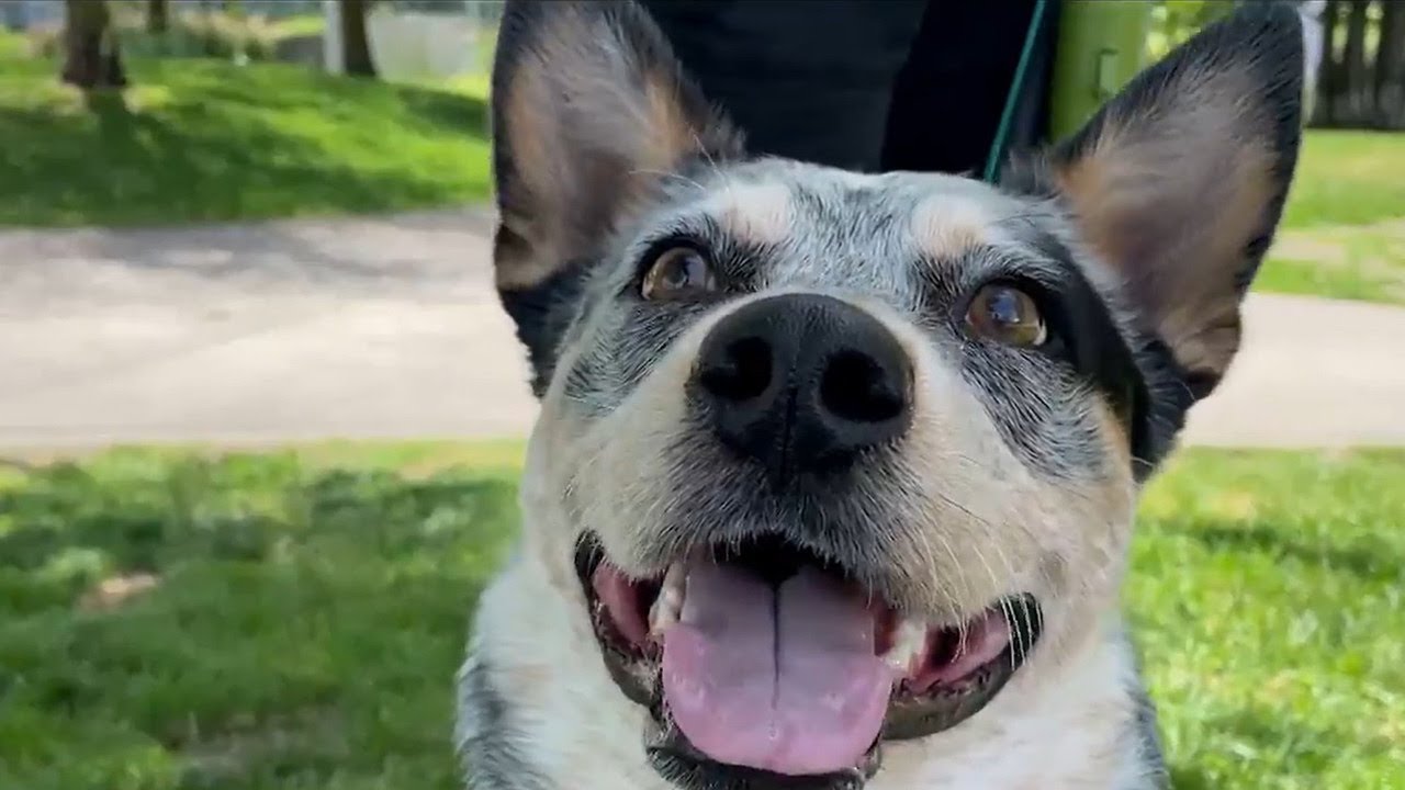 Toronto animal rescue struggling to find foster families