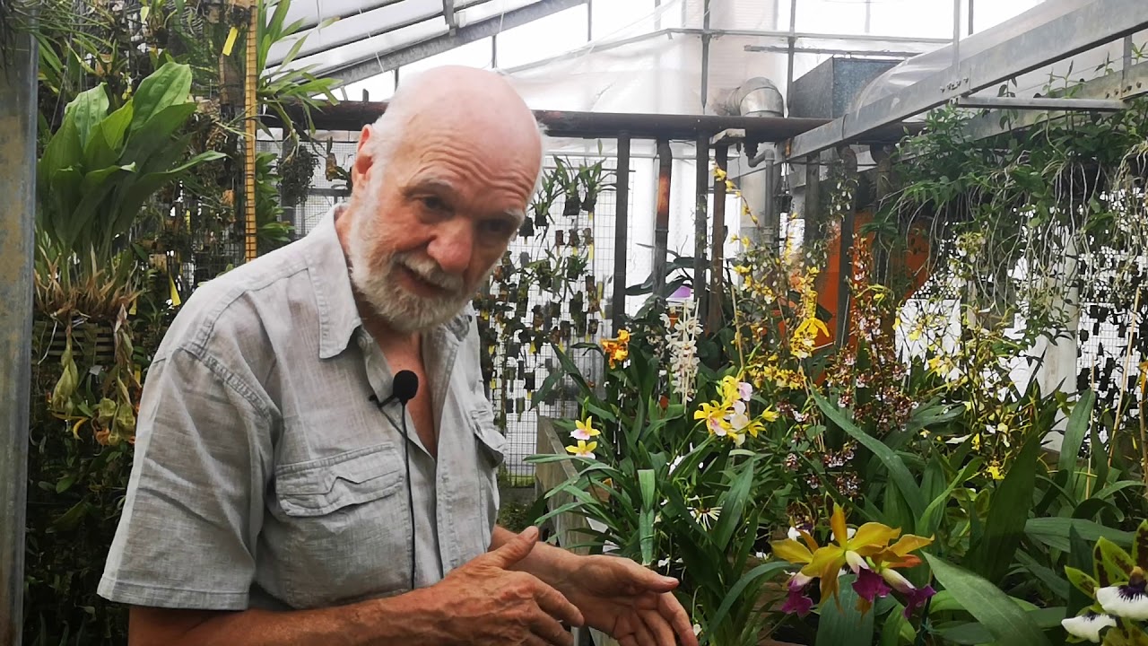 Orchidee da caldo, da temperato e da fresco, quali sono e come curarle, VIDEO n° 1 di 4