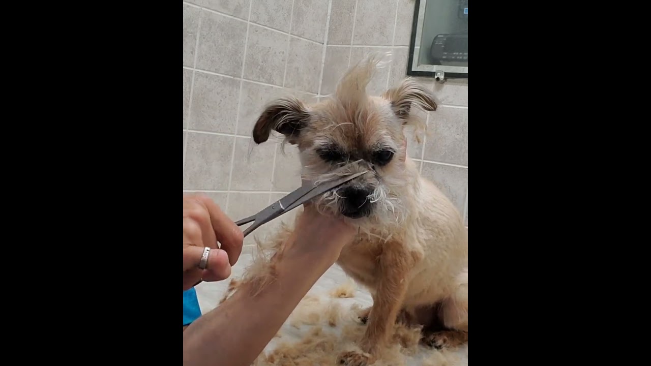 Nervous Shih-Tzu/Terrier full groom, mohawk, dog grooming without restraints