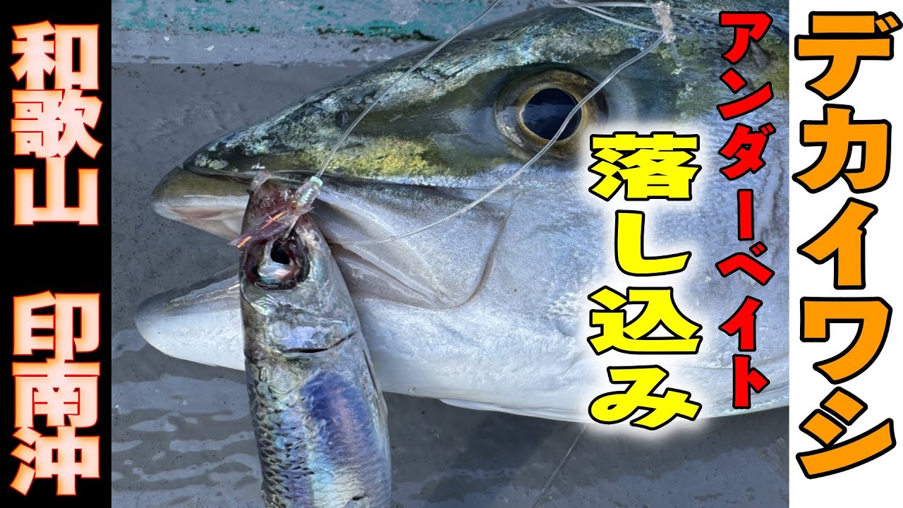 《和歌山・せいゆう丸》【潜入！】これが和歌山冬の風物詩‼デカイワシの落とし込みアンダーベイト2025 2 10落とし込み