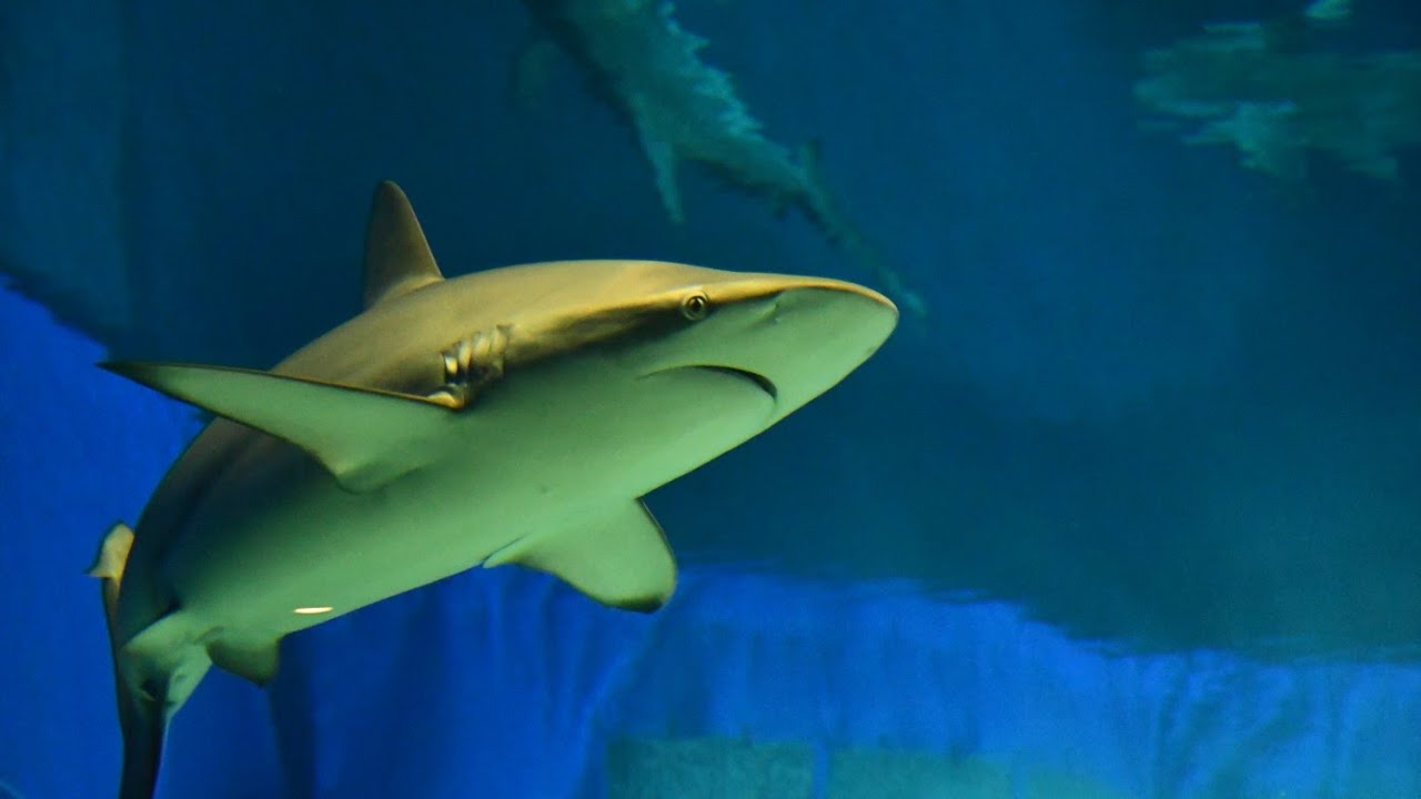 2025年初訪問の水族館