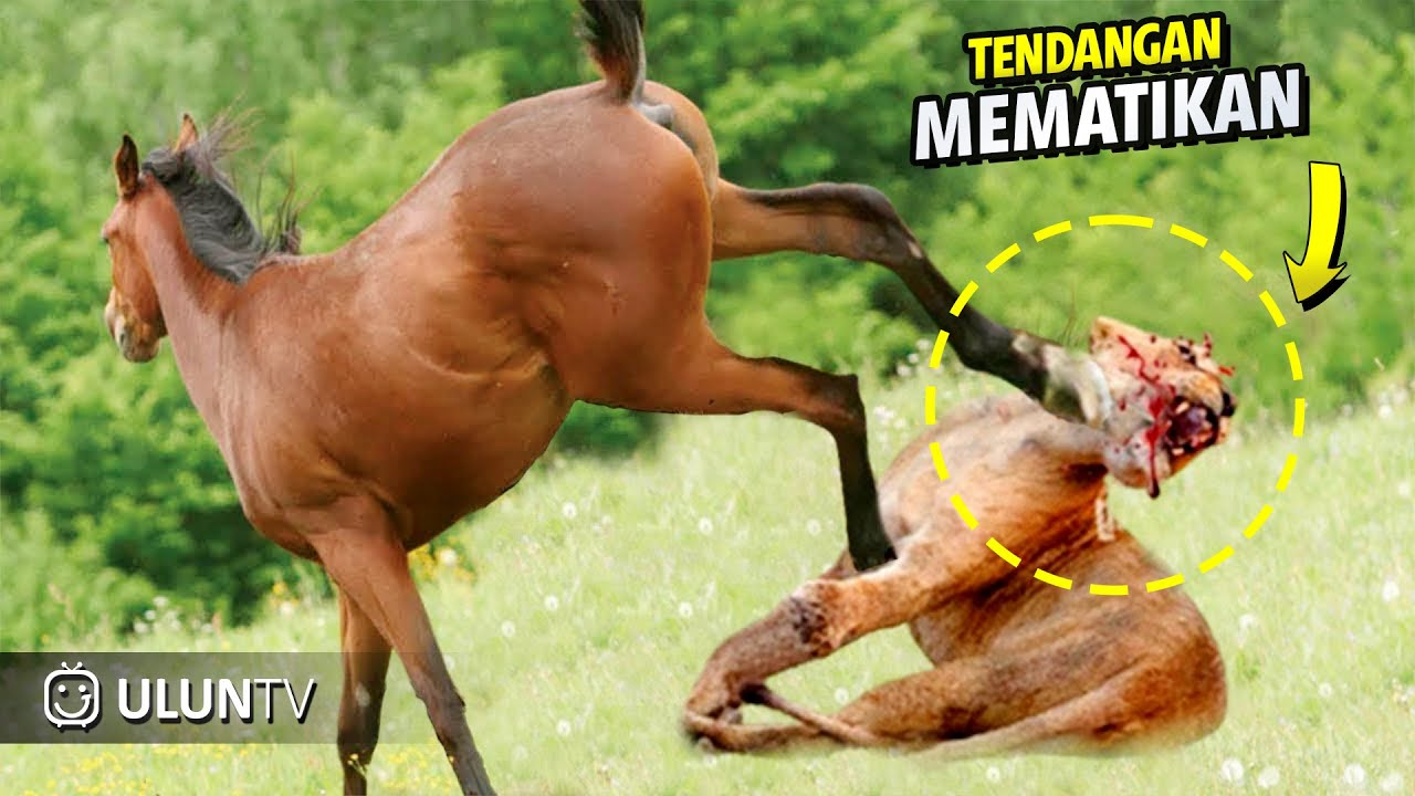Singa ini Terkena Tendangan mematikan akibat Terlalu Nekat Berburu dan menganggu Kuda Liar