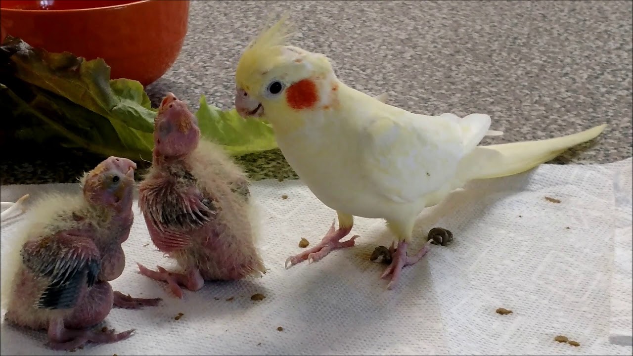 Hand feeding baby cockatiels part 2