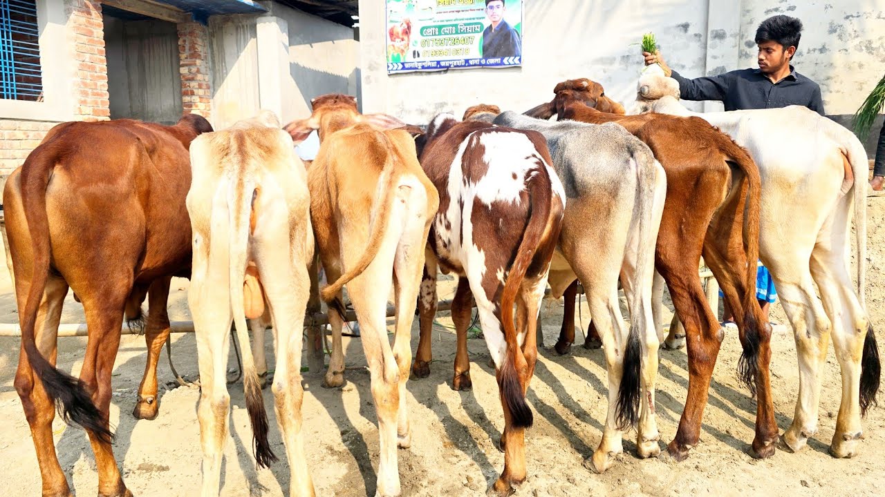 7/3/26/বর্ডার এলাকা থেকে ডাইরেক বর্ডার ক্রস কম দামে তিনতলা ভোল্ডার কিনুন ক্যাশ অন ডেলিভারিতে।