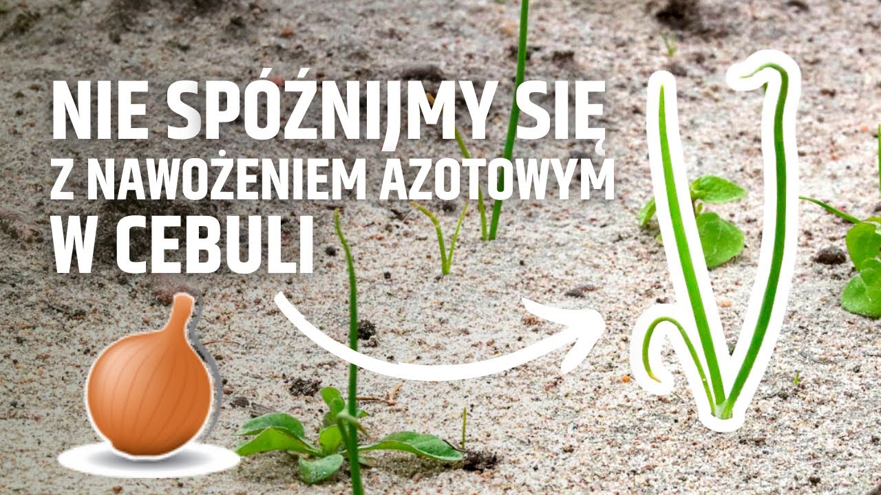 Nie spóźnijmy się z nawożeniem azotowym w cebuli