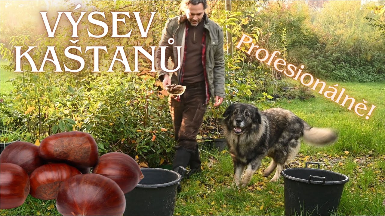 Jak na VÝSEV JEDLÝCH KAŠTANŮ (s Mufem)