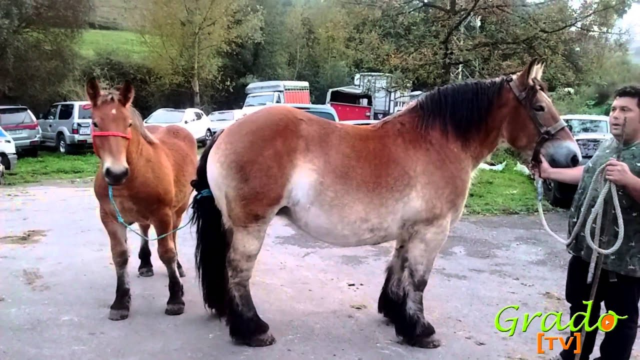 Feria San Simón Grado 2015 www.gradonoticias.com