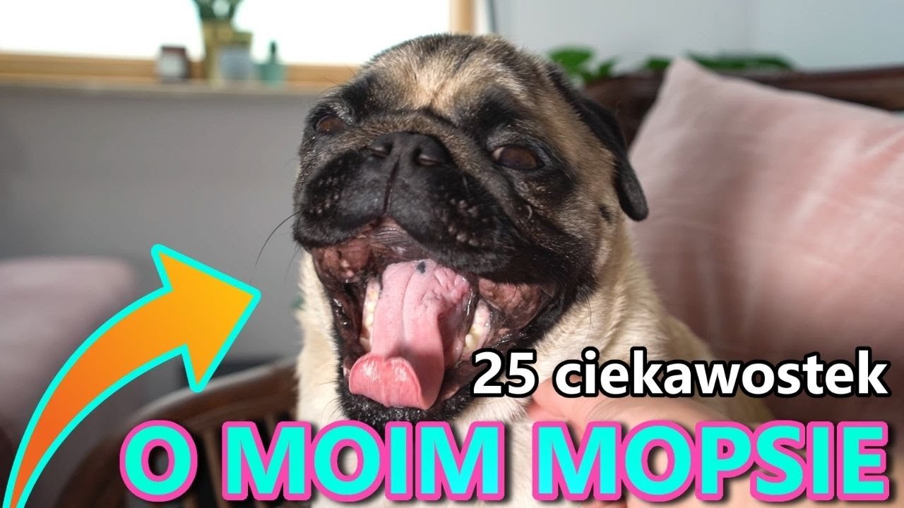 25 ciekawostek o moim psie | MOPS GACUŚ ❗