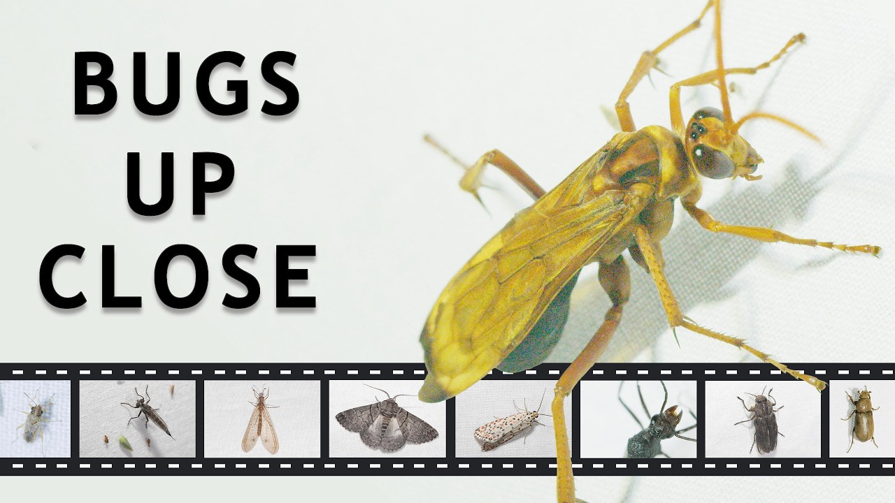 Bug Theatre - Extreme Macro Close-ups