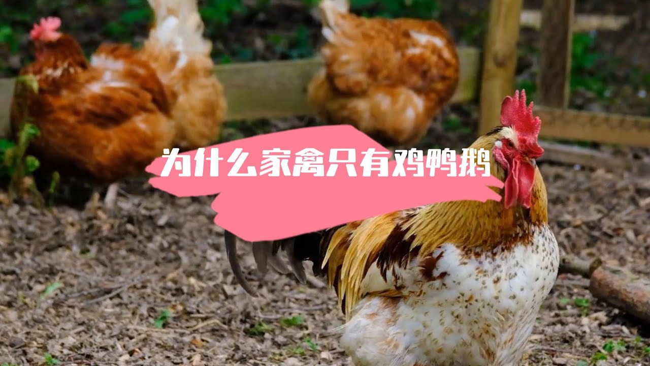 为什么家禽只有鸡鸭鹅？