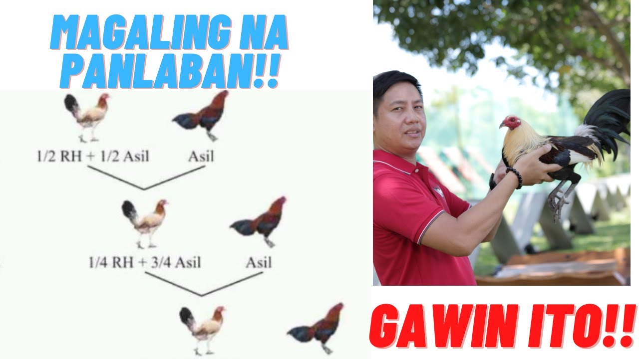 Paano Mag Breed Ng Magaling Na Manok (Tamang Paggamit Ng Mga Linyada Na Pang Timpla)