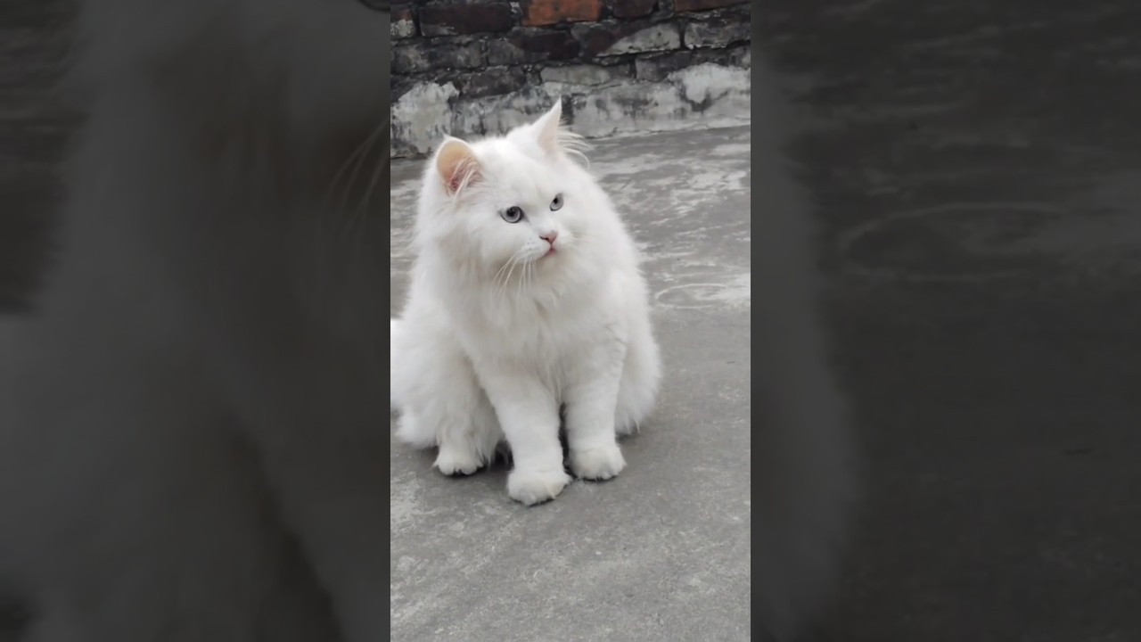 “Is Cute Billi Me Happiness Capsule Chhupi Hai 💖🐱 | Fact”