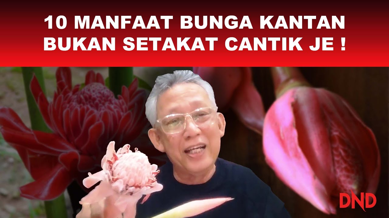 10 MANFAAT BUNGA KANTAN BUKAN SETAKAT CANTIK JE