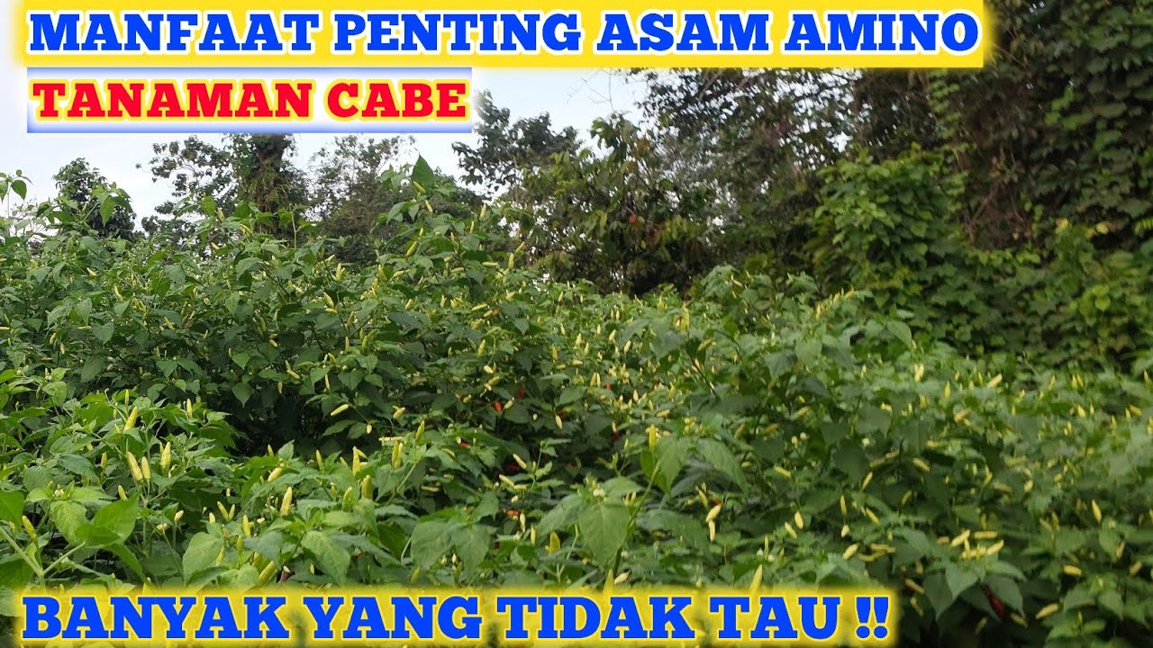 BANYAK YANG TIDAK TAU‼️ MANFAAT PENTING ASAM AMINO BAGI TANAMAN CABE