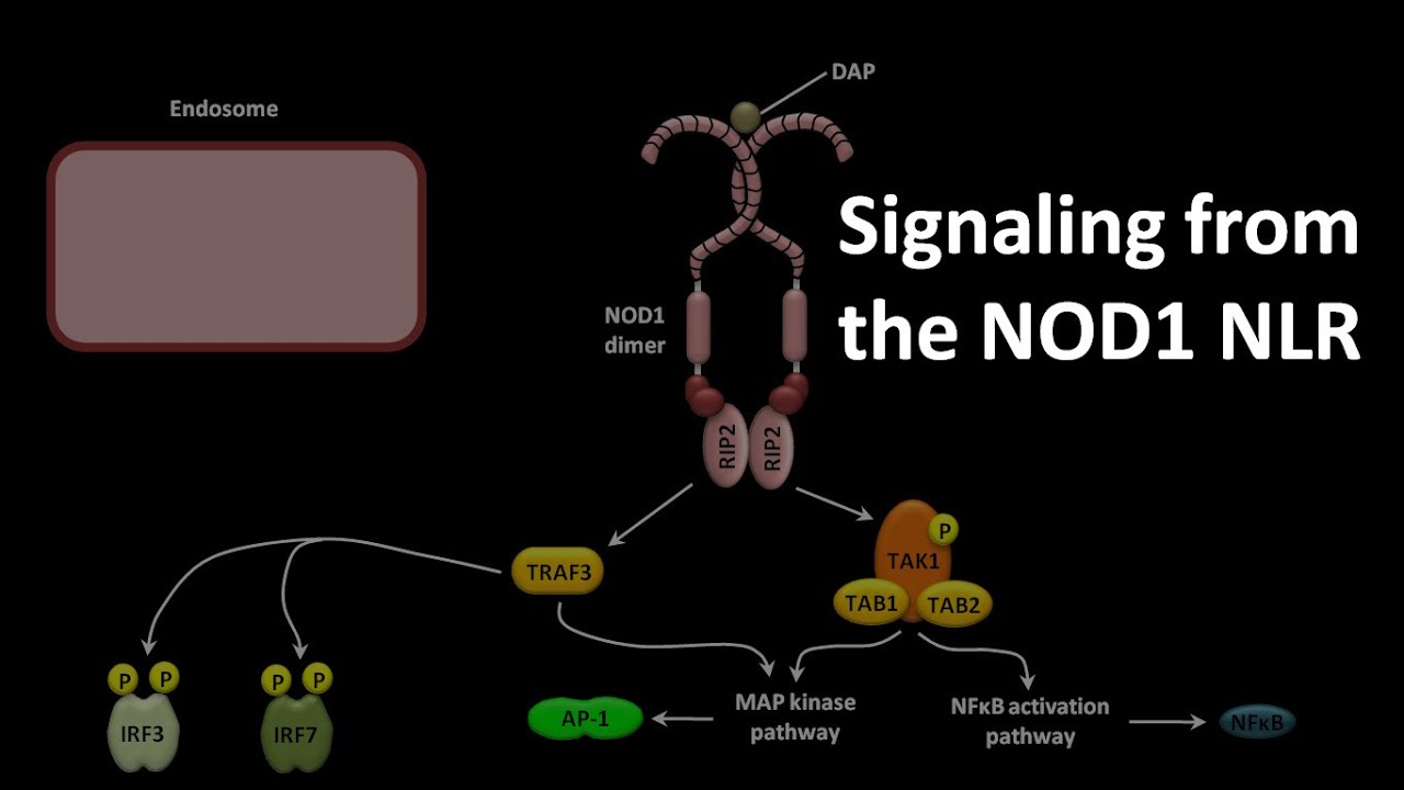 Signaling from the NOD1 NLR