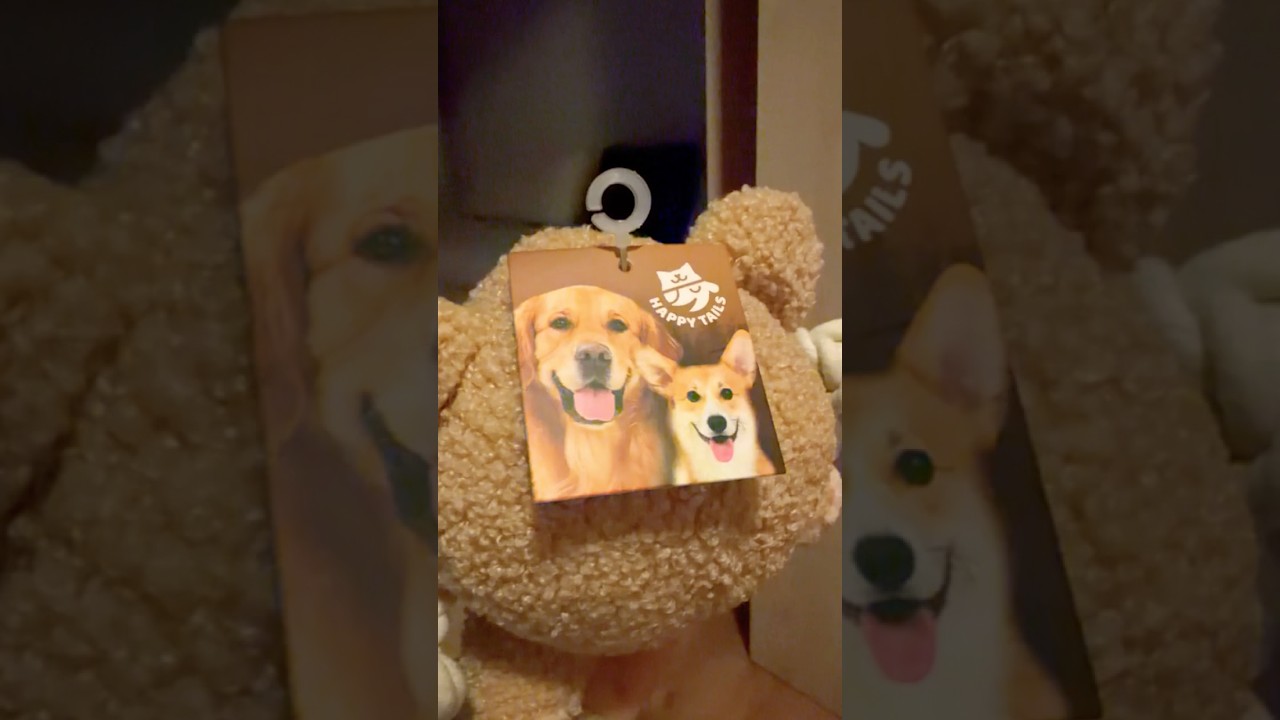 My Corgi’s New Toy Love Attack 🦊😍🧸😅