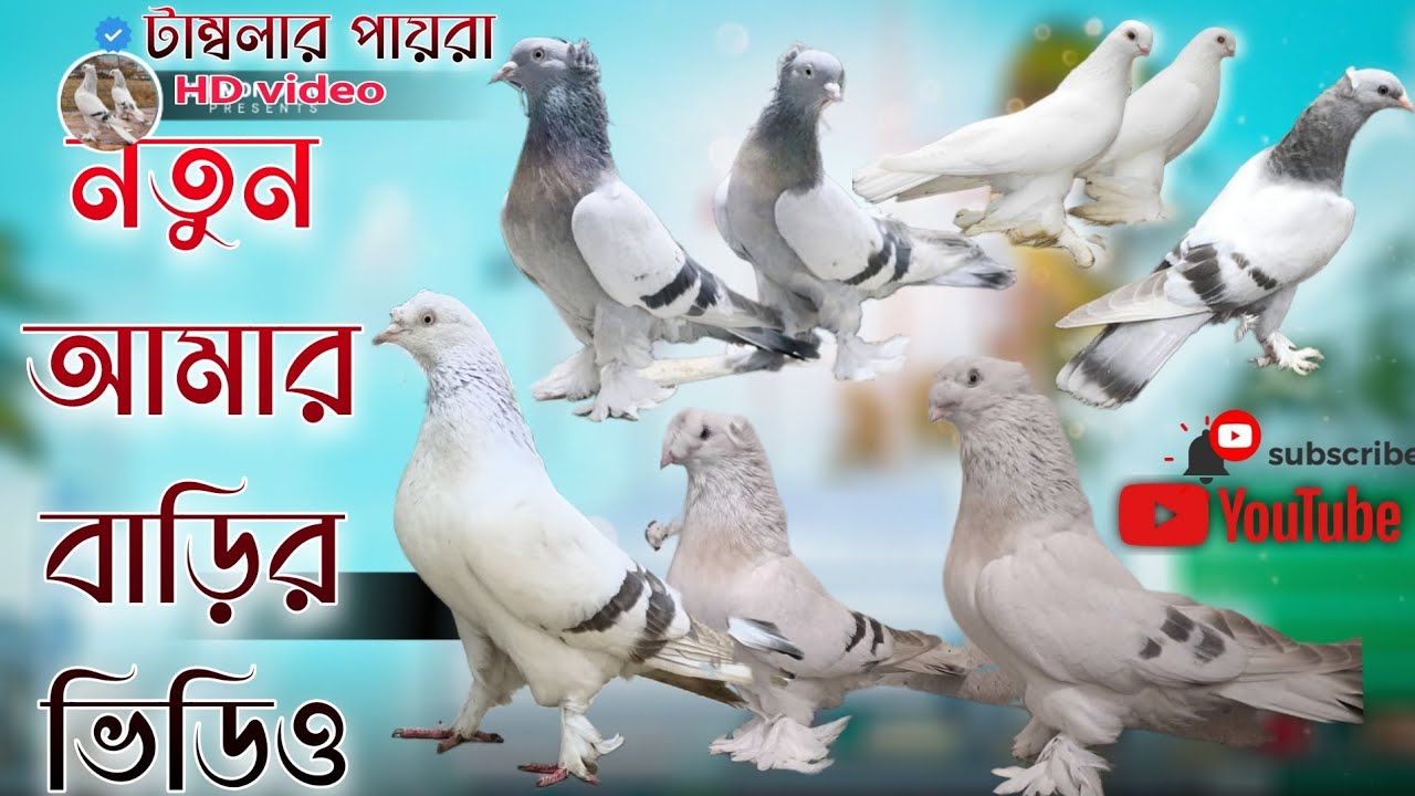 🥰নতুন ময়না যাক পায়রা 💥⚫🖤🧿কালেকশন করলাম এক পেয়ার। 🦅*TUMBLER PIGEON*@JEET_PIGEON.BRAND_LOFT
