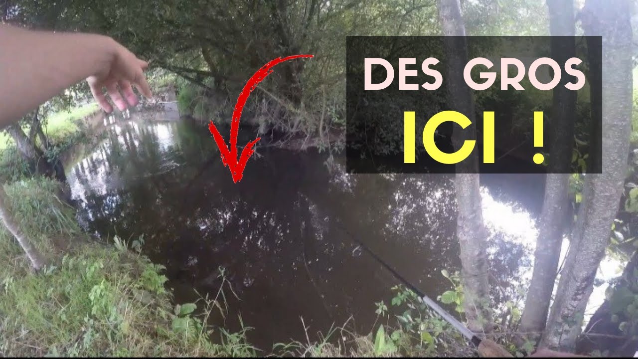 Cette PETITE RIVIERE abrite de GROS POISSONS ! (carpe au pain)