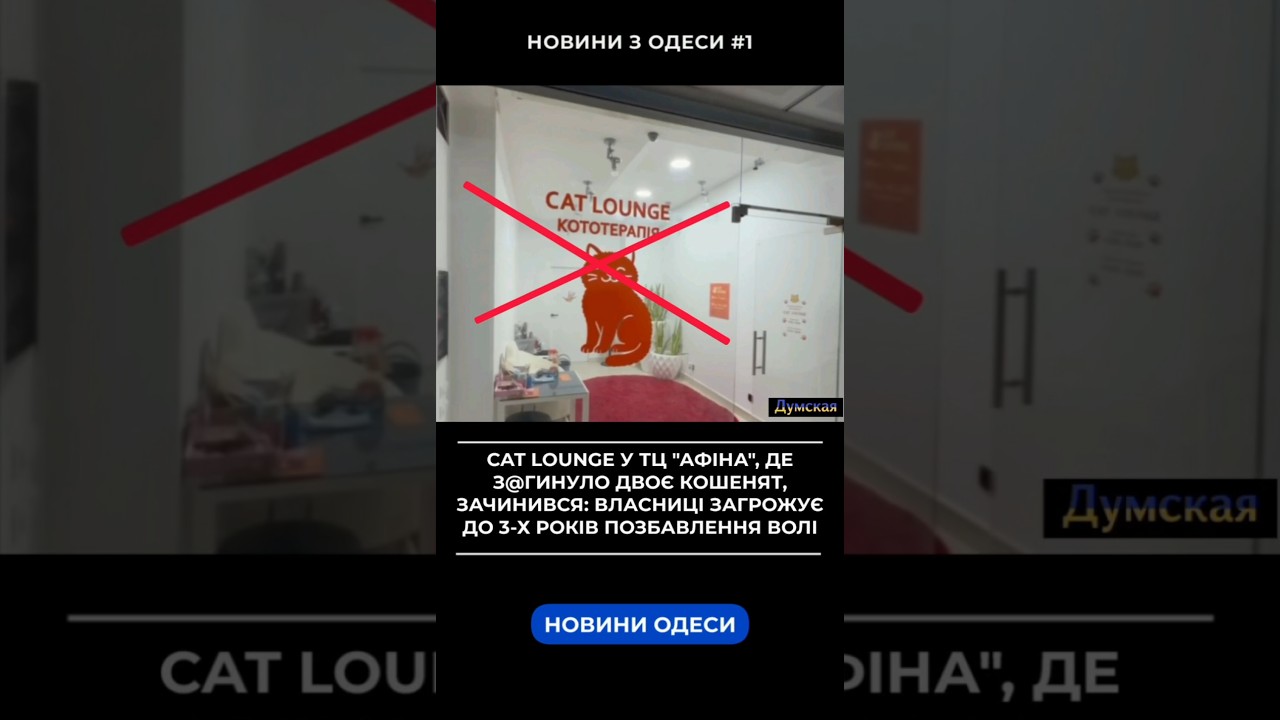 Cat lounge у ТЦ &laquo;Афіна&raquo;, де загинули двоє кошенят, зачинився #думская #catlounge #зоозахисники