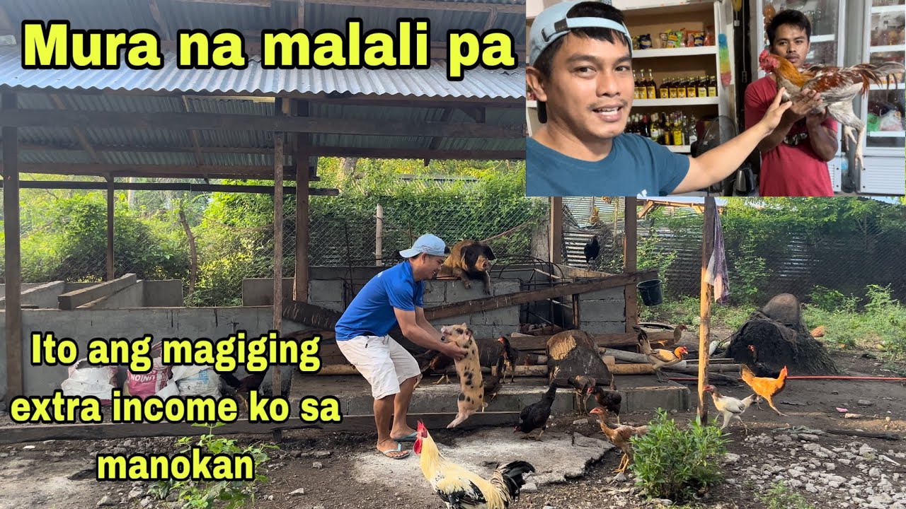 ITO ANG MAGIGING EXTRA INCOME KO SA MANOKAN | JACKPOT MURA NA MALAKI PA | GLAN SARANGANI PROVINCE