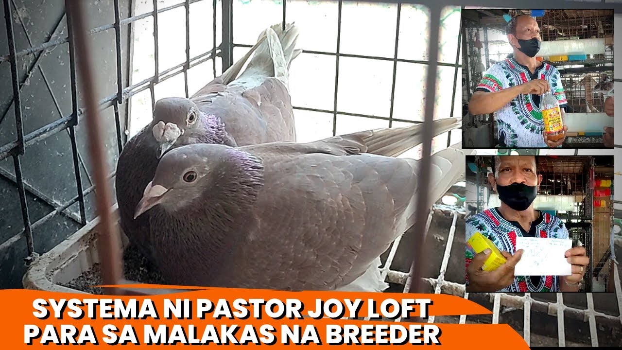 PASTOR JOY LOFT 5