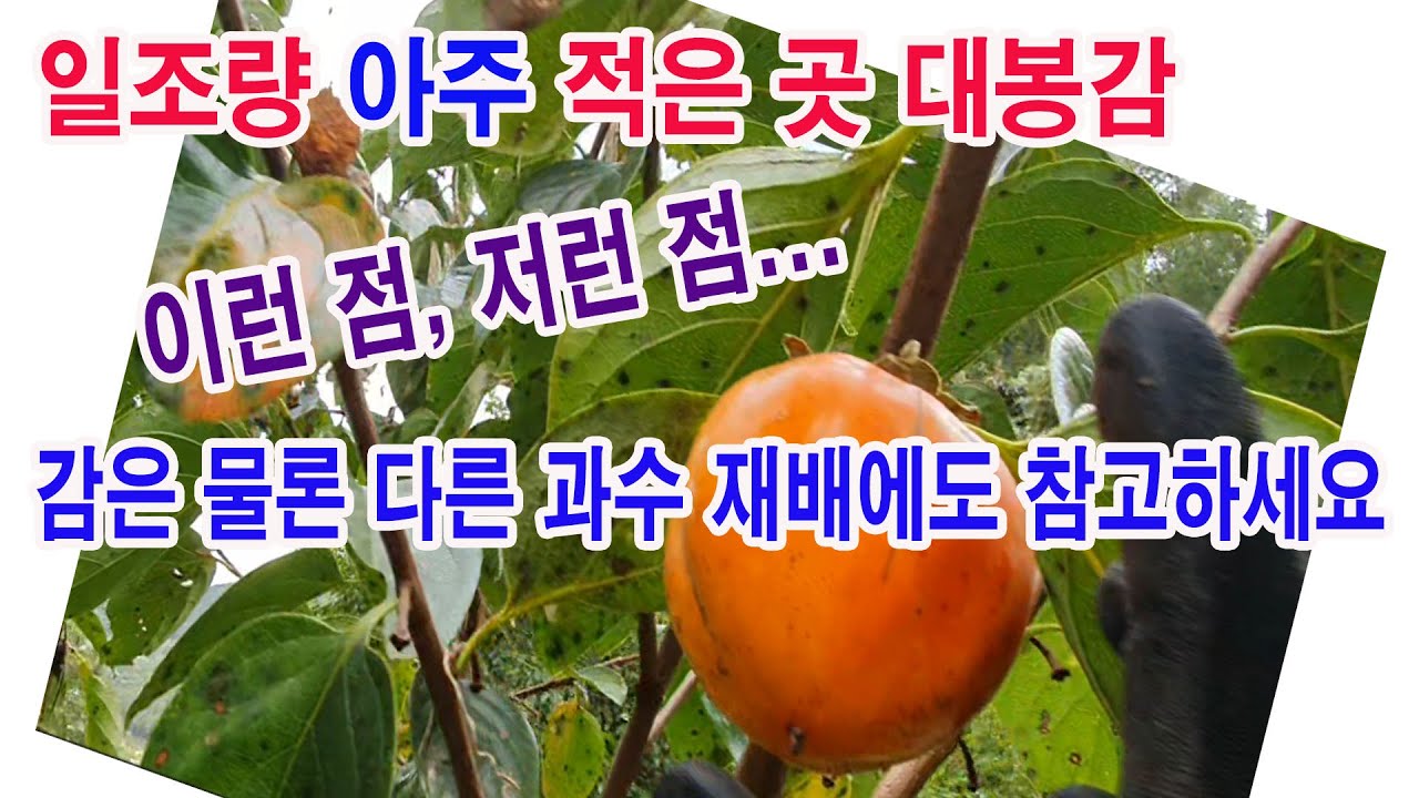 일조량이 아주 적은 곳에 심은 대봉감. 이런 점, 저런 점,.... 감은 물론 다른 과수 재배에도 참고하세요. (과수재배와 일조량, 일조량 따른 과일, 감나무 재배, 작물과 일조량