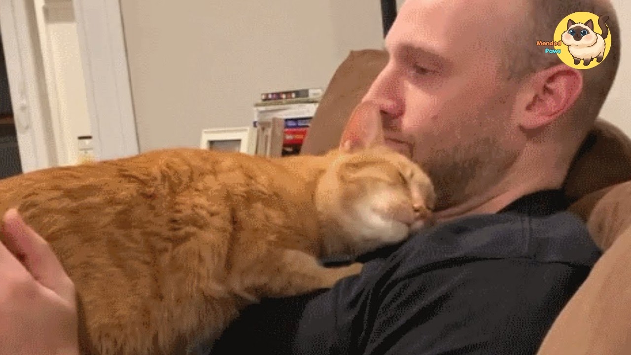 My Husband Brought Home Two Cats for Me&hellip; Now I'm the Third Wheel.