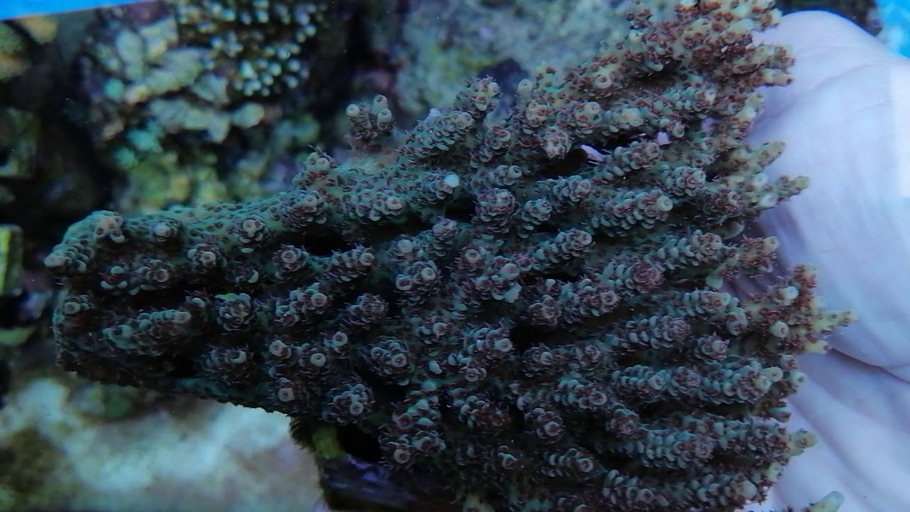 Acropora microclados Australia-XL Coral gandalf