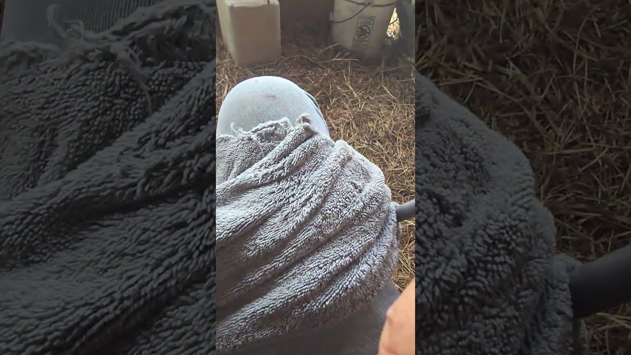GOATS: The morning ritual. New Babies and distressed mothers. 