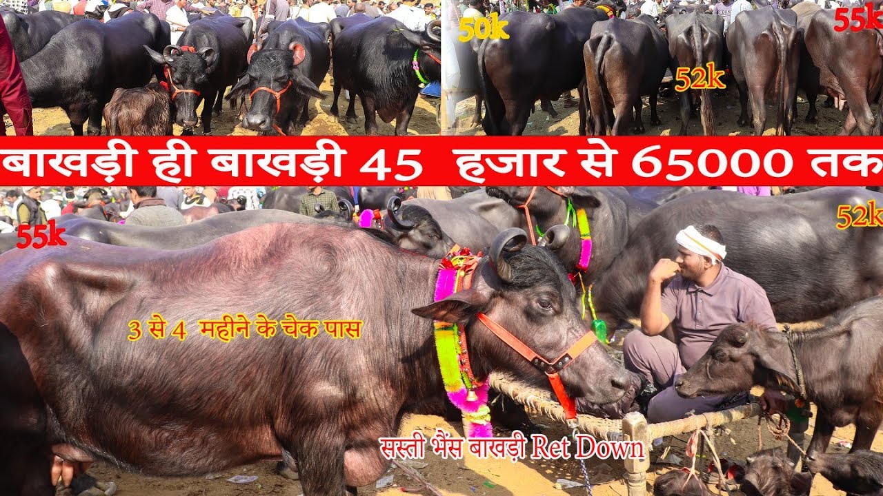 आज रेट Dowe बाखड़ी मुर्रा भैंस 46 हजार से60000 तक भैंस, 3से 4महीने के चेक पास मुर्रा भैंस Part 19