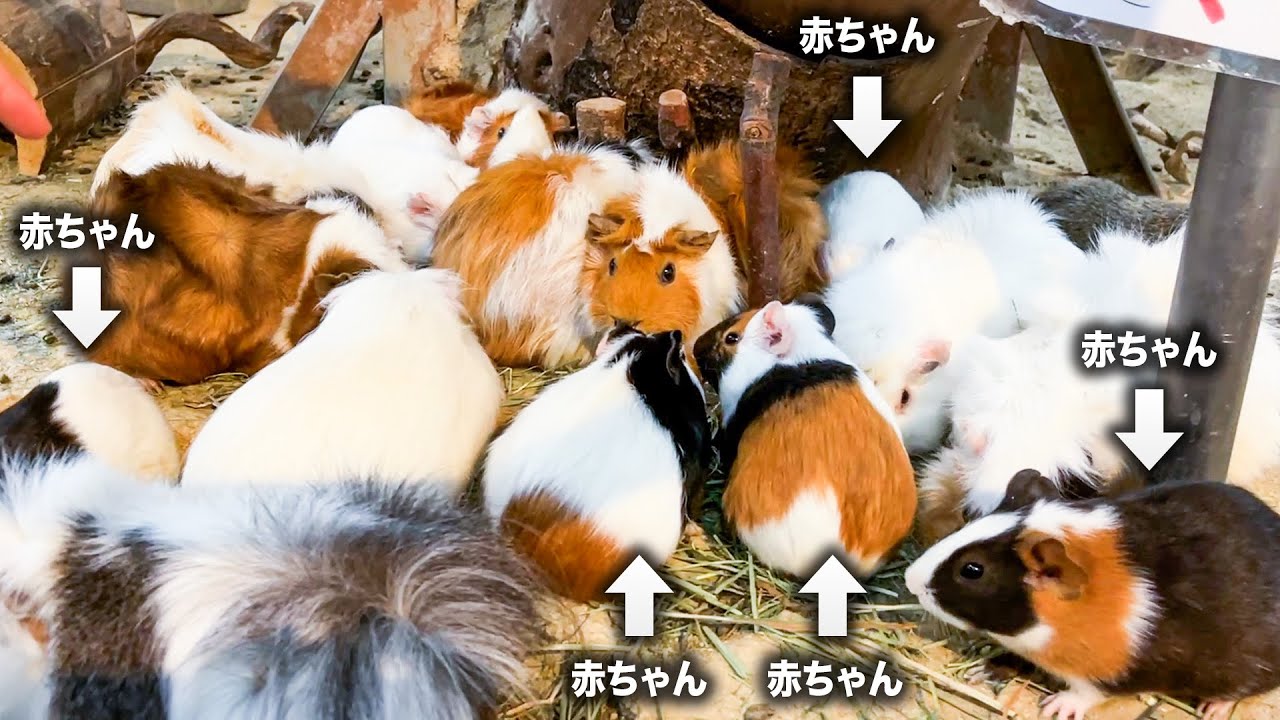 赤ちゃんモルモットが12頭仲間入りしたので特徴や個性を1頭ずつ紹介していきます！【個体識別】