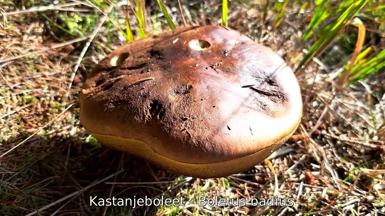 2022 10 28 - Solwaster: La Statte