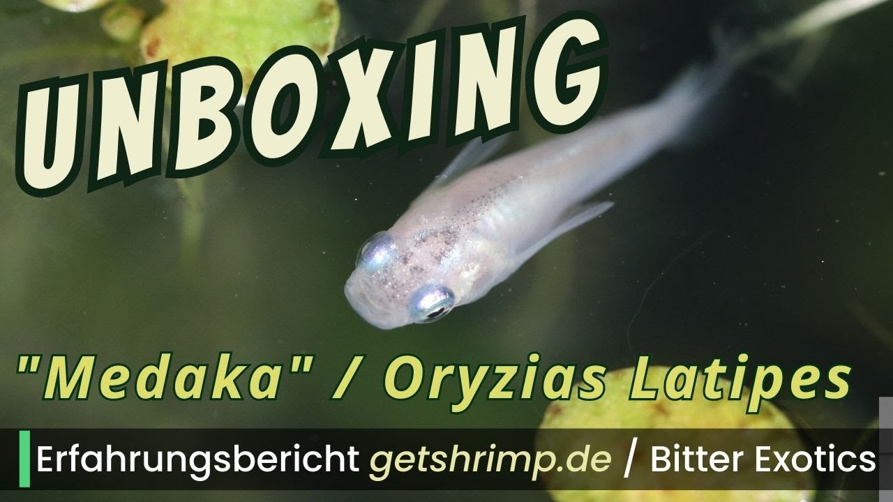 Unboxing Medaka Reisfische von getshrimp.de (Bitter Exotics) Dario Dario, Teichmuschel #aquaristik