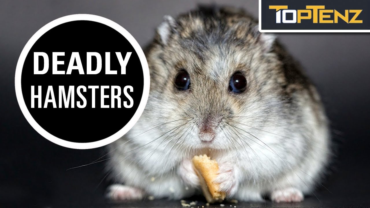 10 Weird Ways Your Pets Could Kill or Disable You