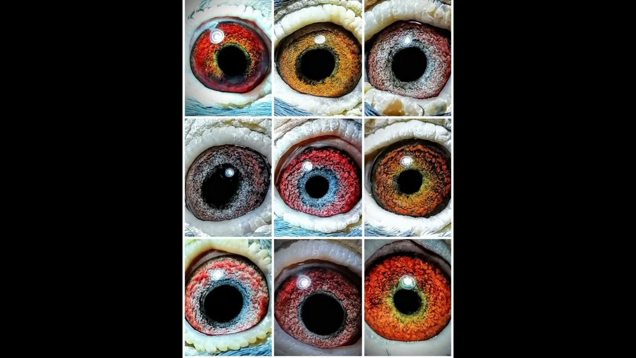 Ciencia VS tradición (teoría del ojo)