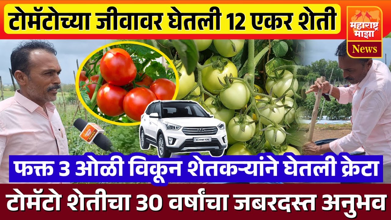 ♦️टोमॅटोने दिली 12 एकर शेती | 30 वर्षापासून टोमॉटो मधून जबरदस्त उत्पन्न घेणाऱ्या शेतकऱ्याची यशोगाथा.