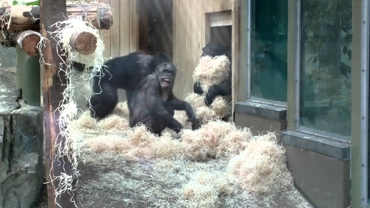 Antwerp Zoo - Angry Chimps