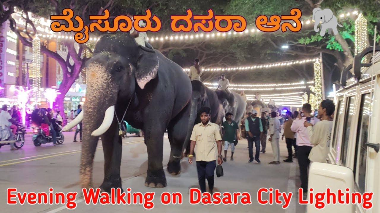 Mysuru Dasara Elephant 2024 | Evening Walking on Dasara City Lighting | Beautiful Elephant 🐘