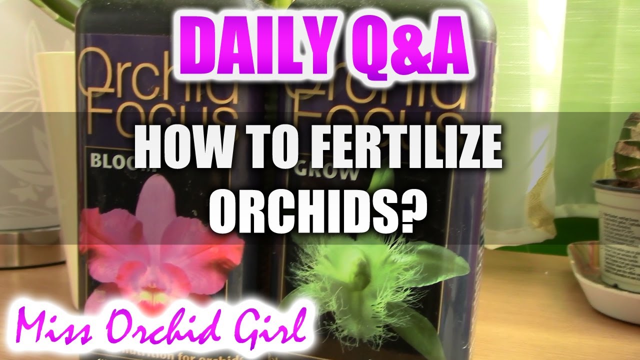 Q&A - How to fertilize Orchids?