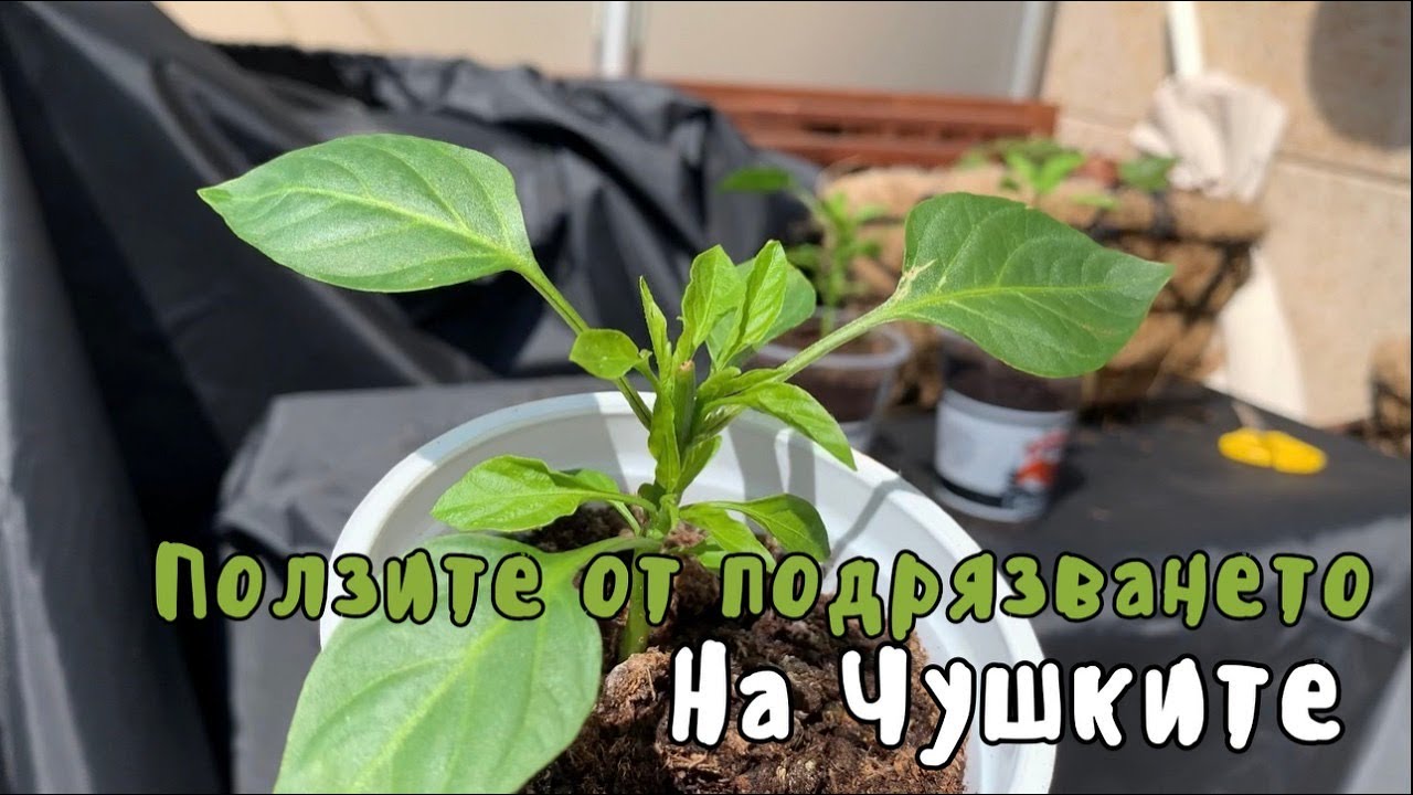 Ползите от подрязването на чушките