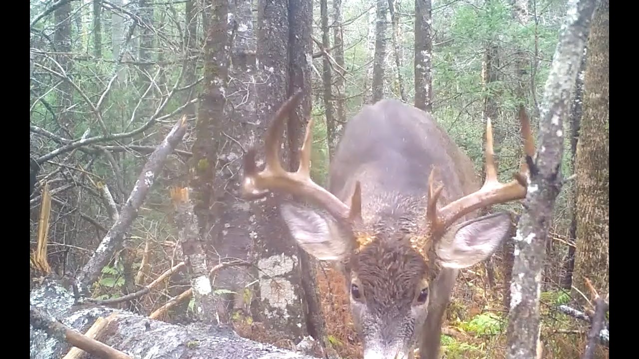 2025 deer hunt success