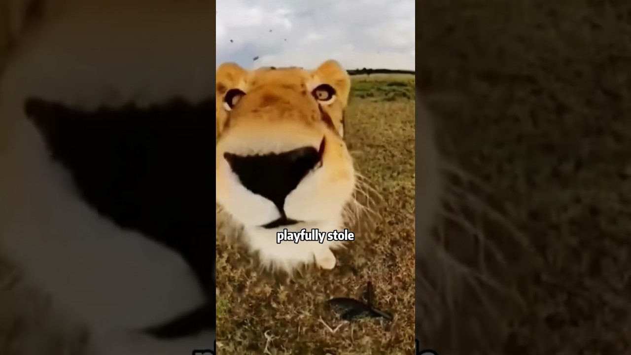 A great documentary filmmaker love for animals #animals #shortvideo #lovestory #cute